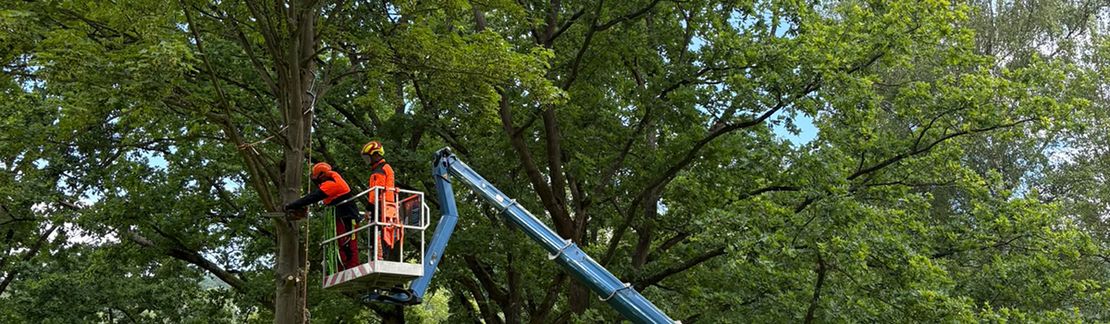AS_Baum_II_2026
